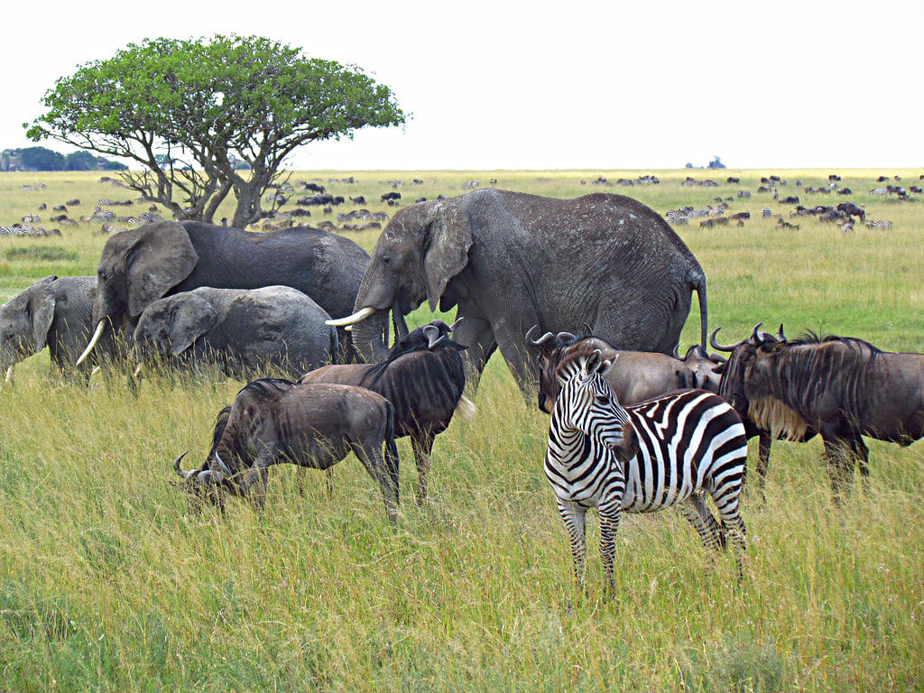3 days Tanzania safari