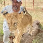 Serval Wildlife Sanctuary lion