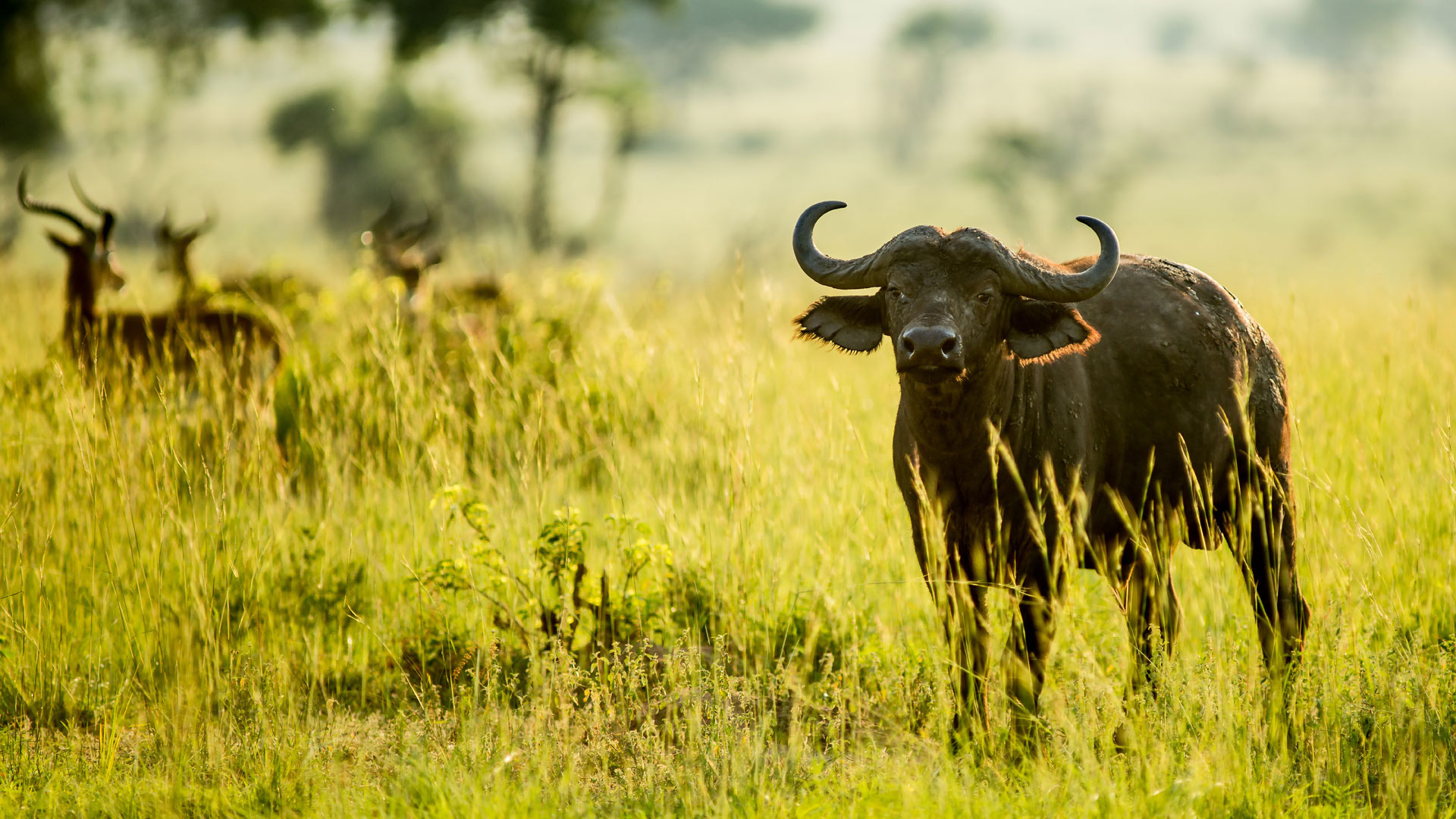 3 days Tanzania Safari – Tarangire, Ngorongoro, Lake Manyara