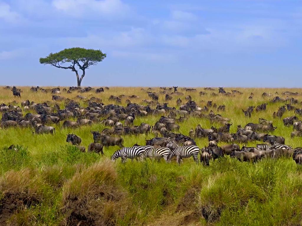 4 days Tanzania safari wildebeest