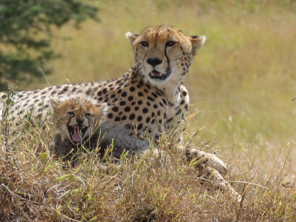4 days Tanzania safari cheetah