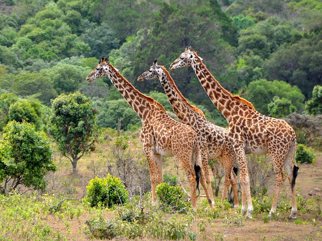 5 days Tanzania safari