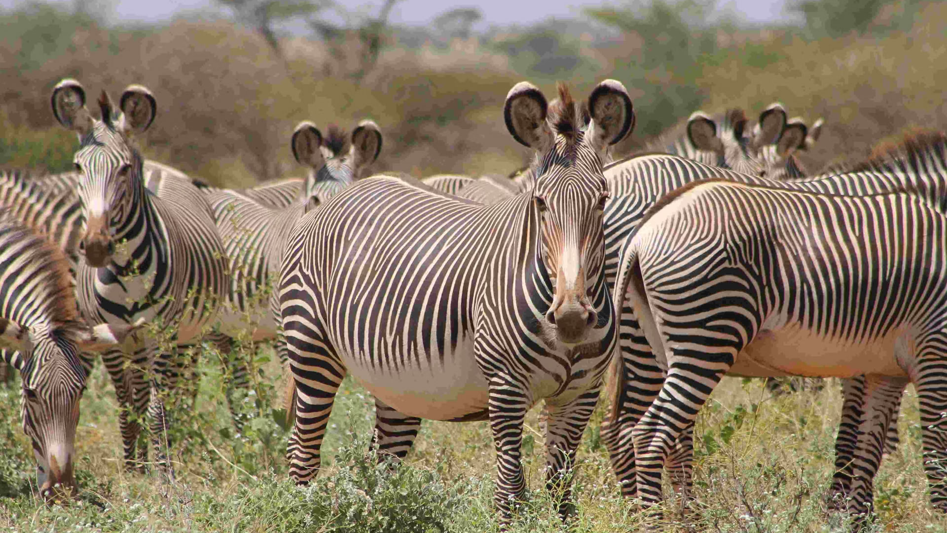 6 Days Kenya Safari