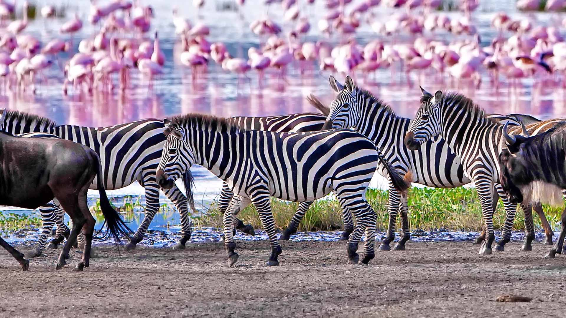 6 days Tanzania Safari