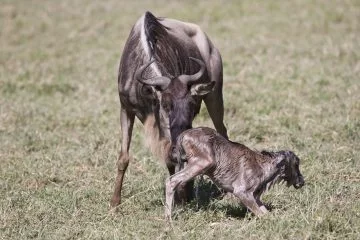 Wildebeest calving safari
