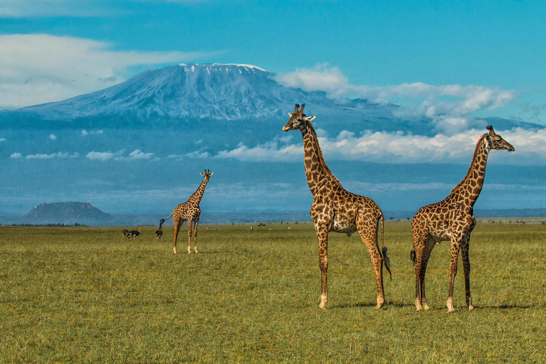 Giraffes infront of Kilimanjaro