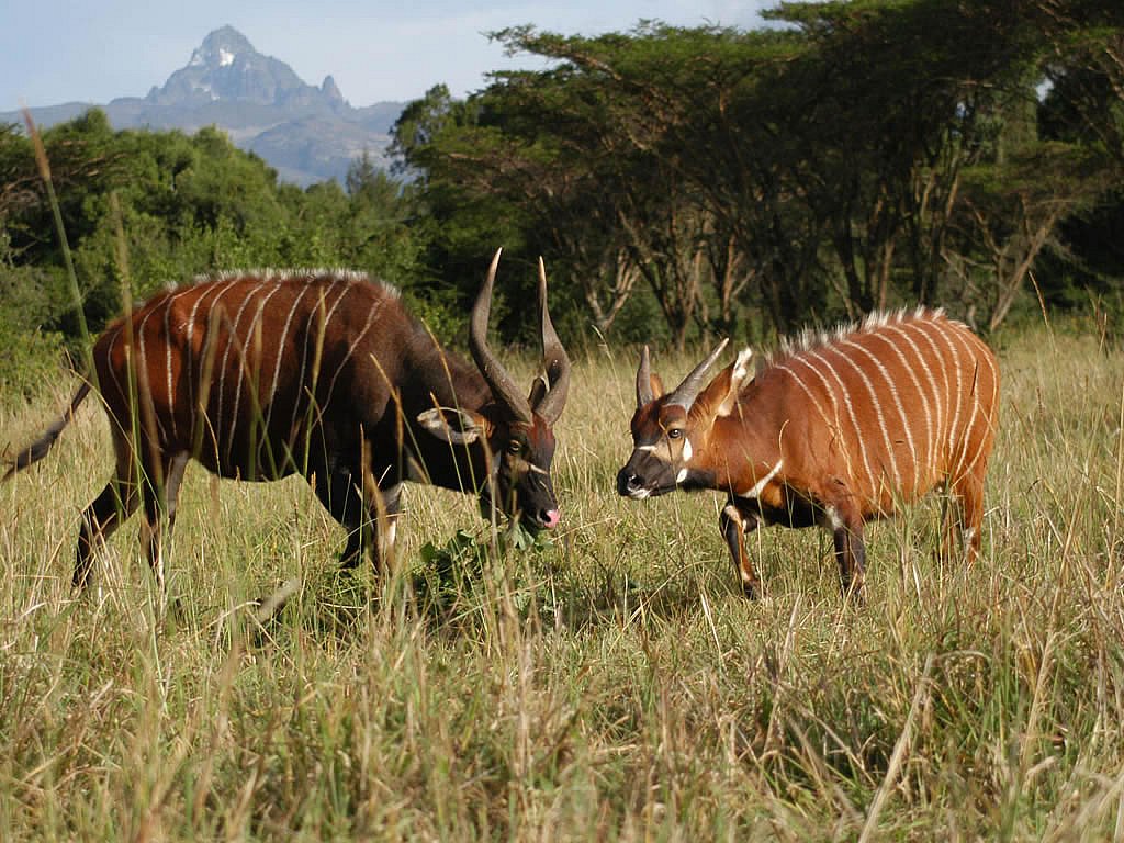 Kenya Tanzania Safari