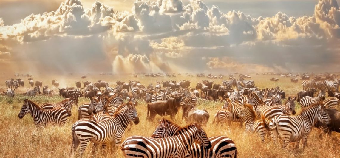 Best park in Africa, the Serengeti