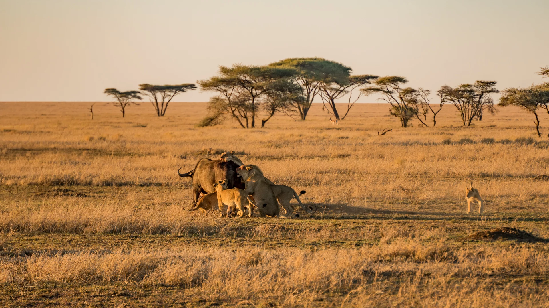4 days Ngorongoro & Serengeti Safari