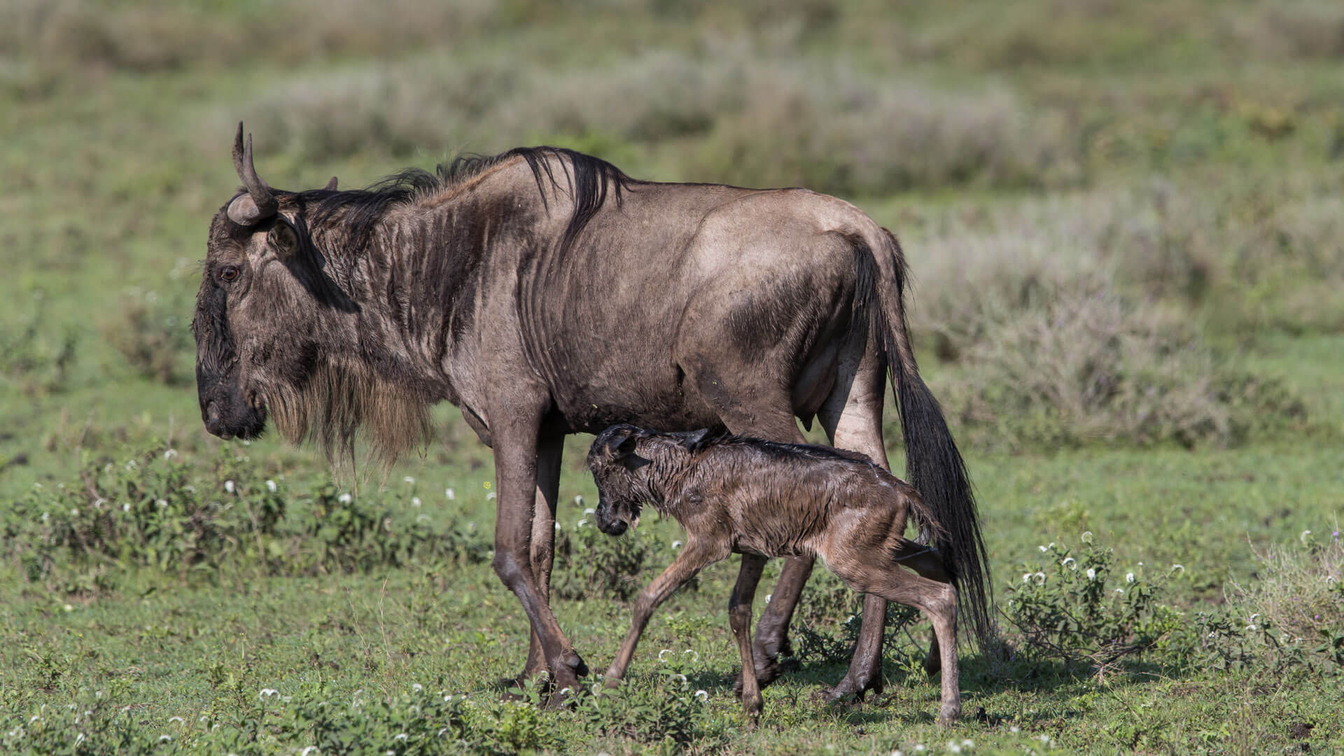 6 Day Wildebeest Calving season & Migration Safari in Ndutu – Serengeti