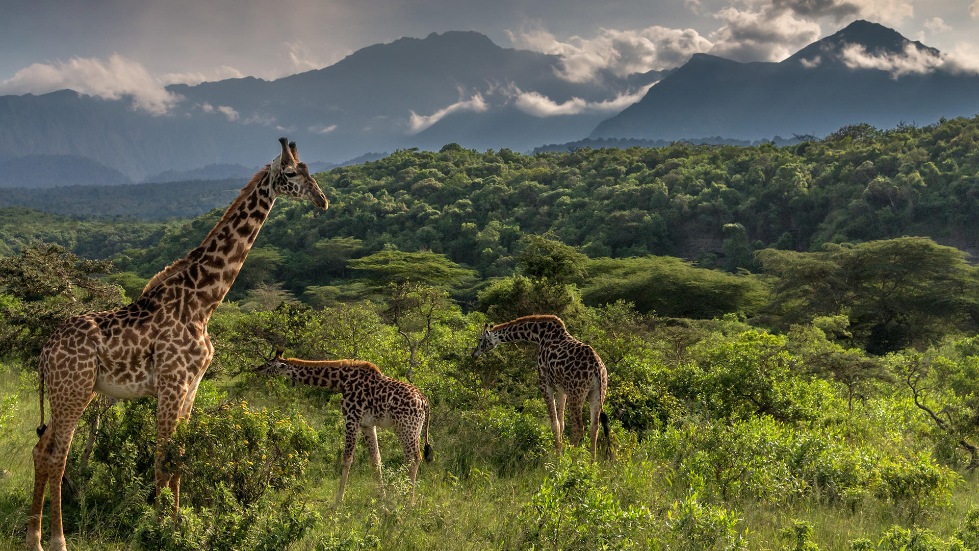 1 Day Arusha National Park Safari
