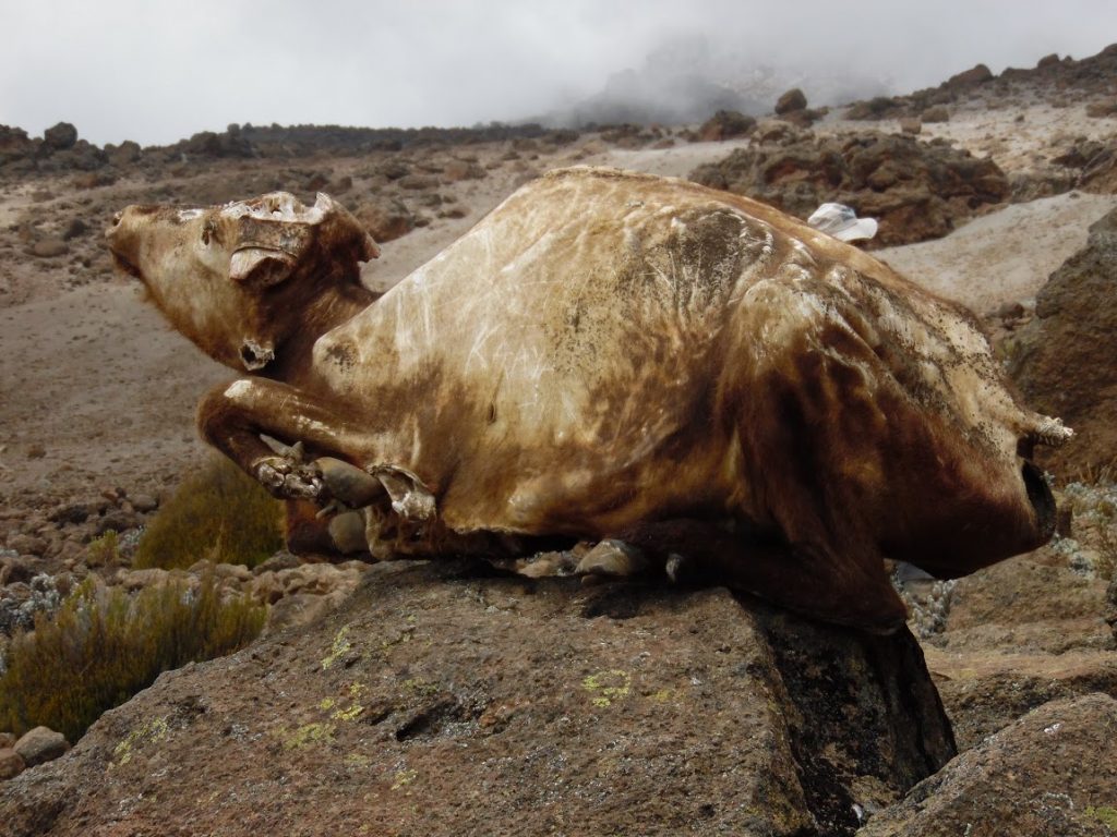 preserved buffalo carcass on Mount Kilimanjaro