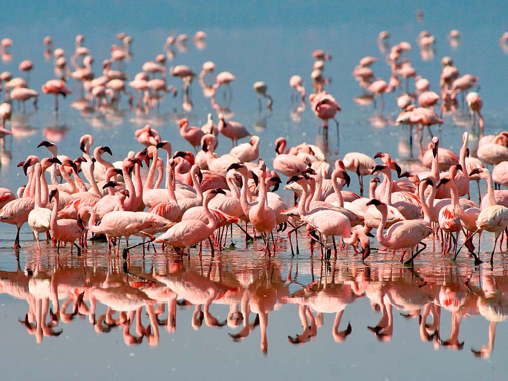 lake Manyara flamingos