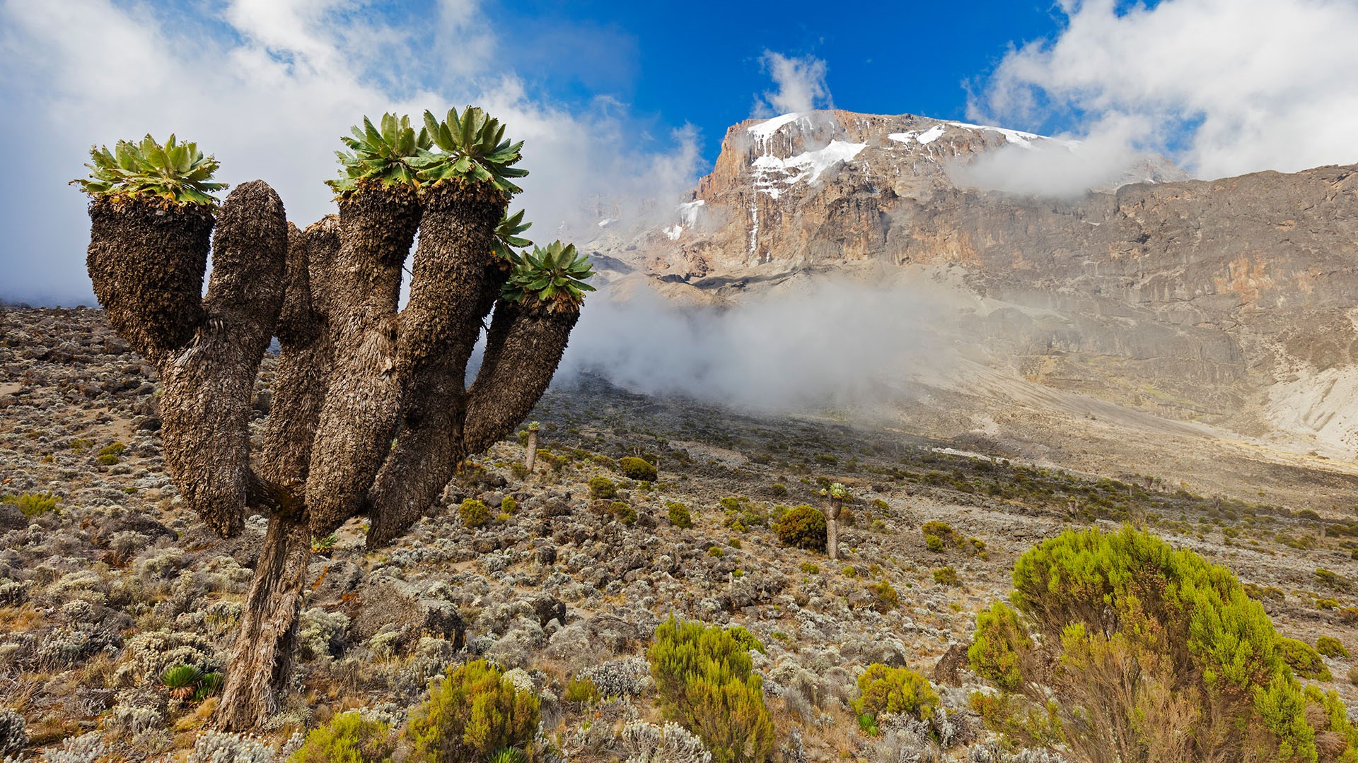 Giant Lobelia plants on Mount Kilimanjaro
