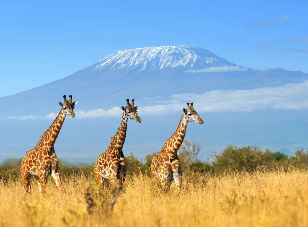 Picture of Giraffes on Mount Kilimanjaro