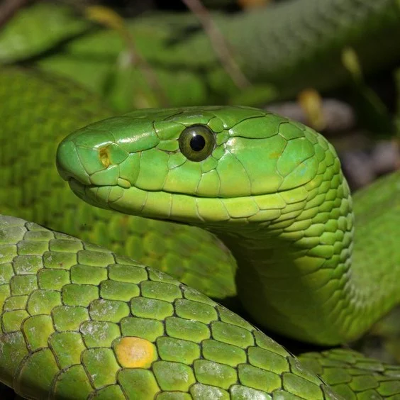 Green viper Kilimanjaro snake