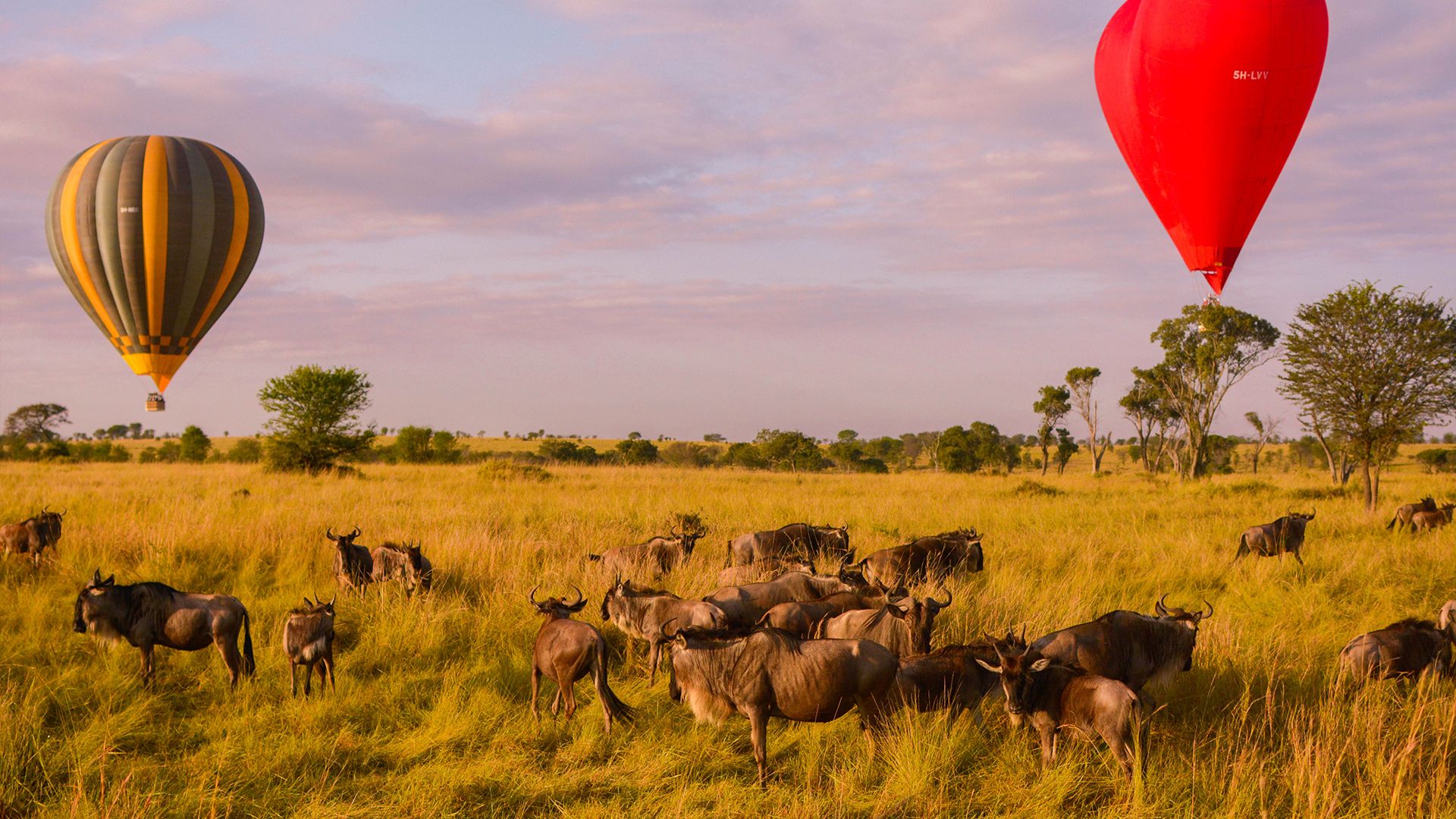 7 days Tanzania Fly-in Tarangire, Serengeti, Ngorongoro Luxury Safari + Optional Balloon Safari