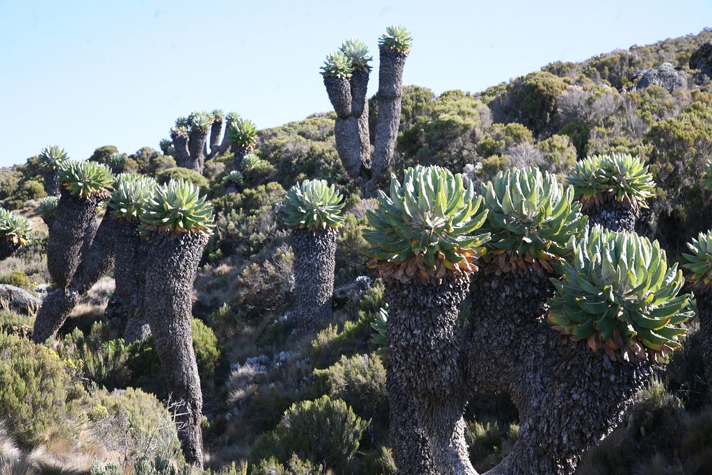 Giant Kilimanjaro plants