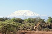 Kilimanjaro national park