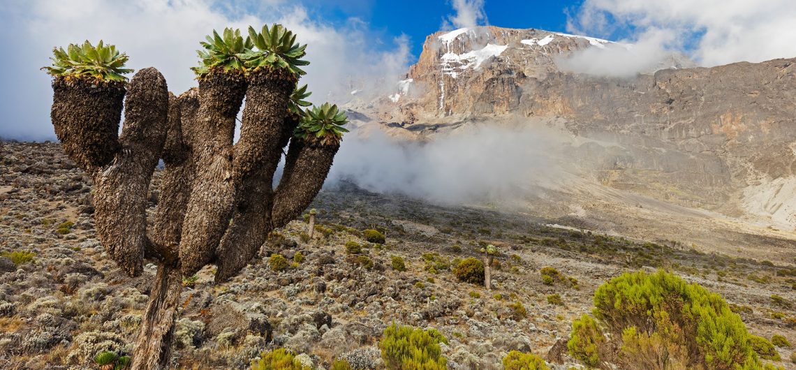 Endemic plants of Kilimanjaro