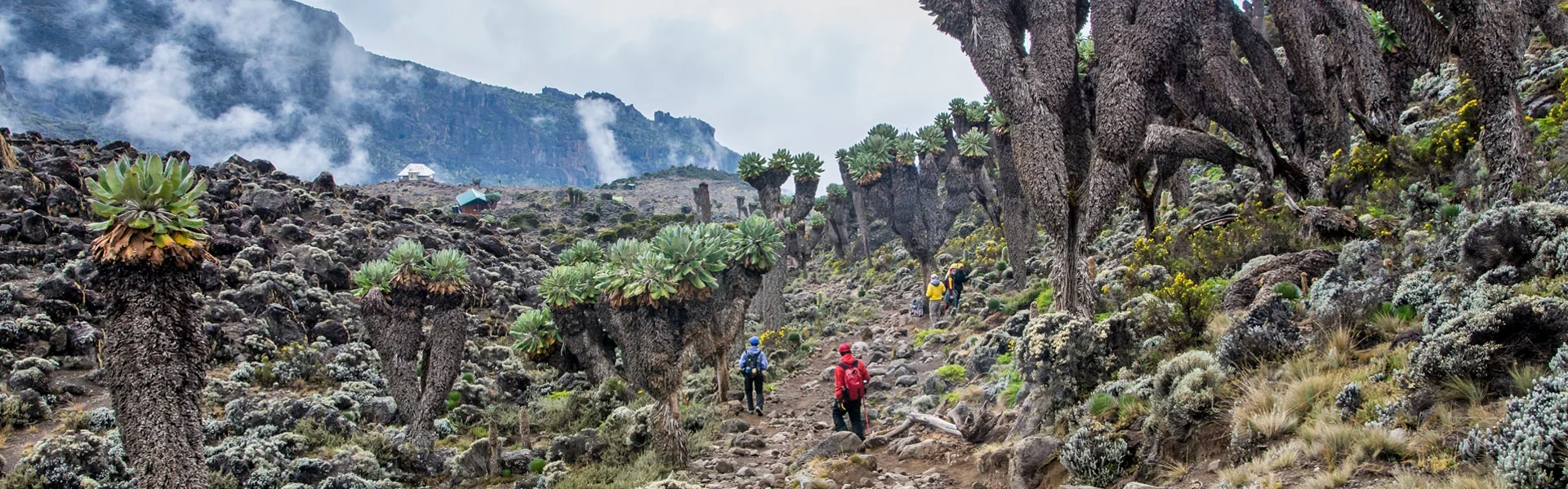 Vegetation, flora and plant life of Kilimanjaro