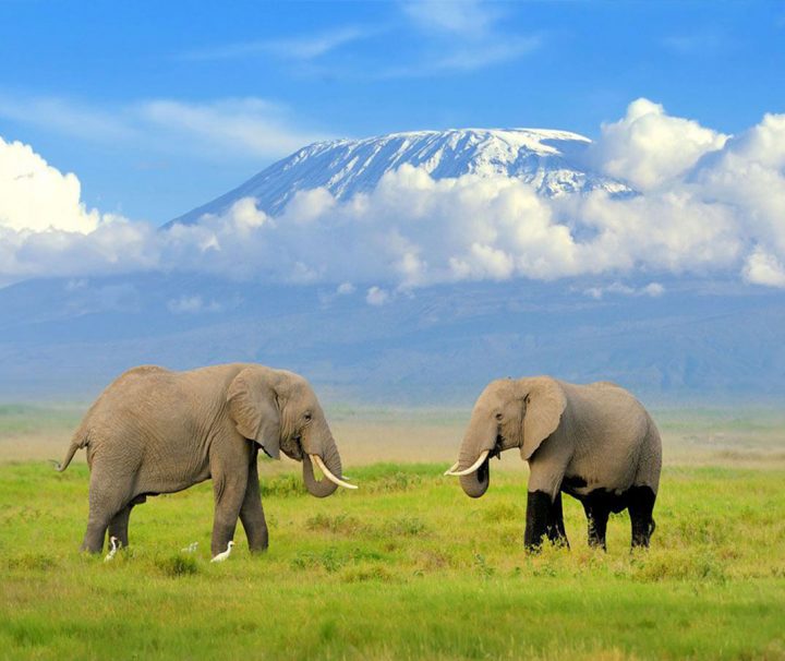 kilimanjaro view safari