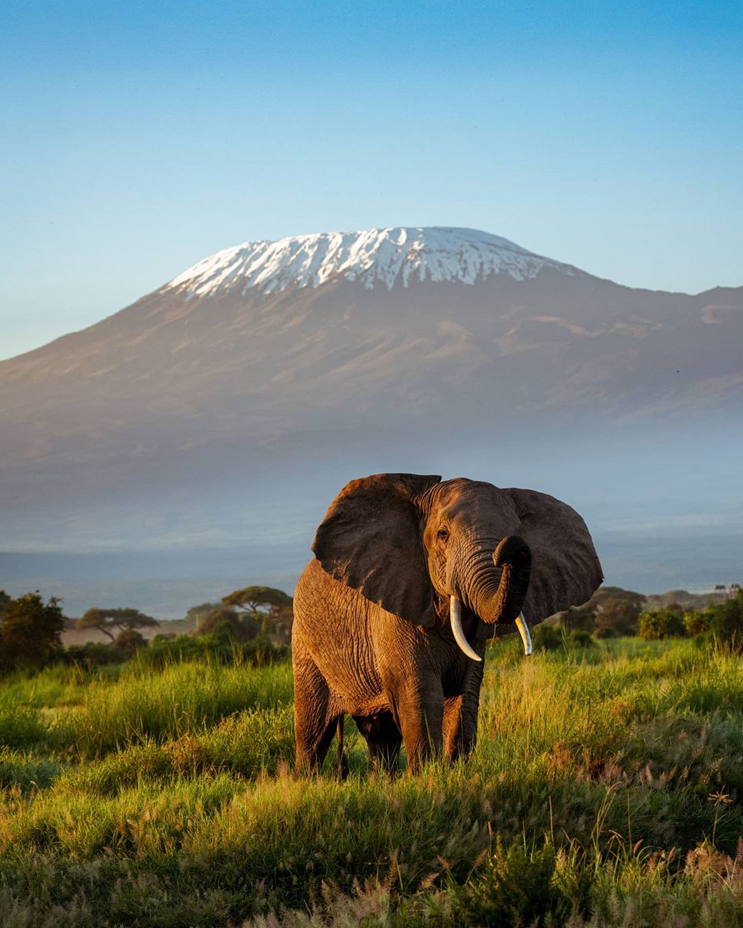 Picture of Elepahnts infront of Mount kilimanjaro
