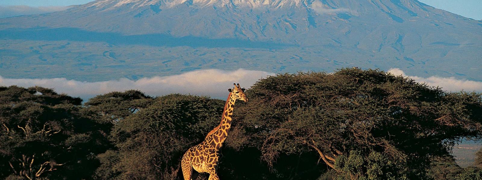 Lemosho Kilimanjaro wildlife sightings