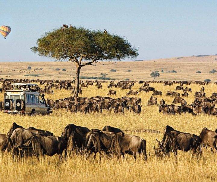 4 days Masai Mara safari