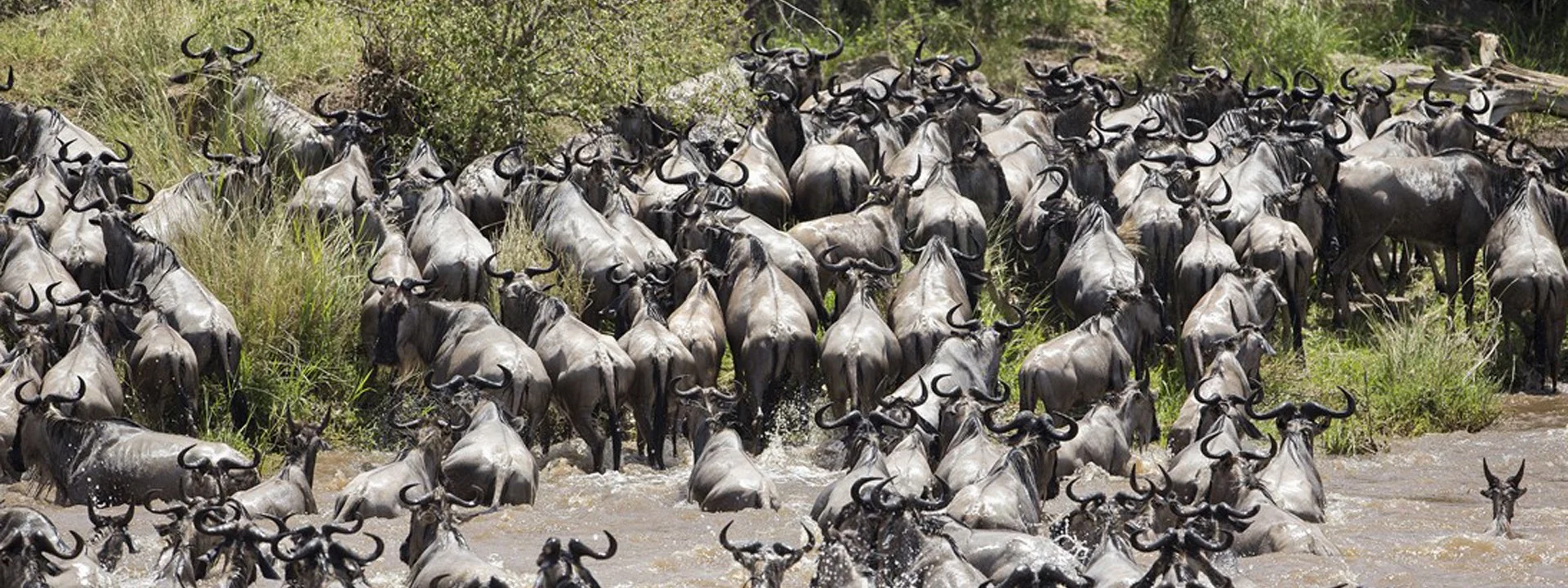 The Great Wildebeest Migration Safaris
