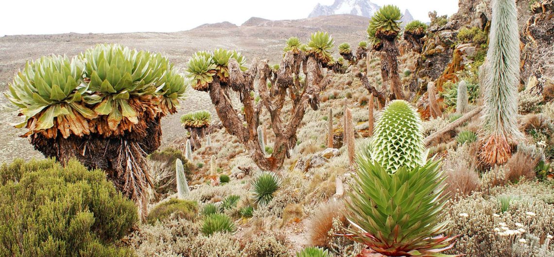 Mount Kenya ecological zones and plants