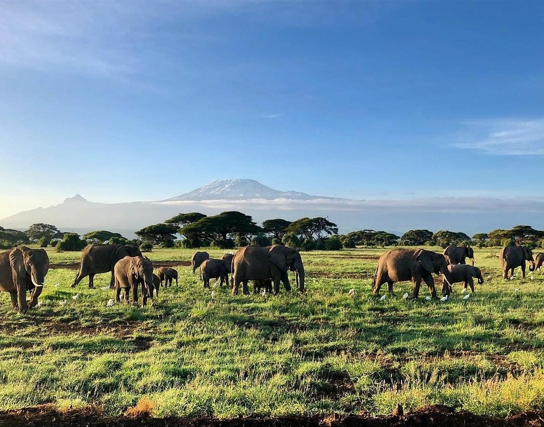 Picture of Mount Kilimanjaro with elephants