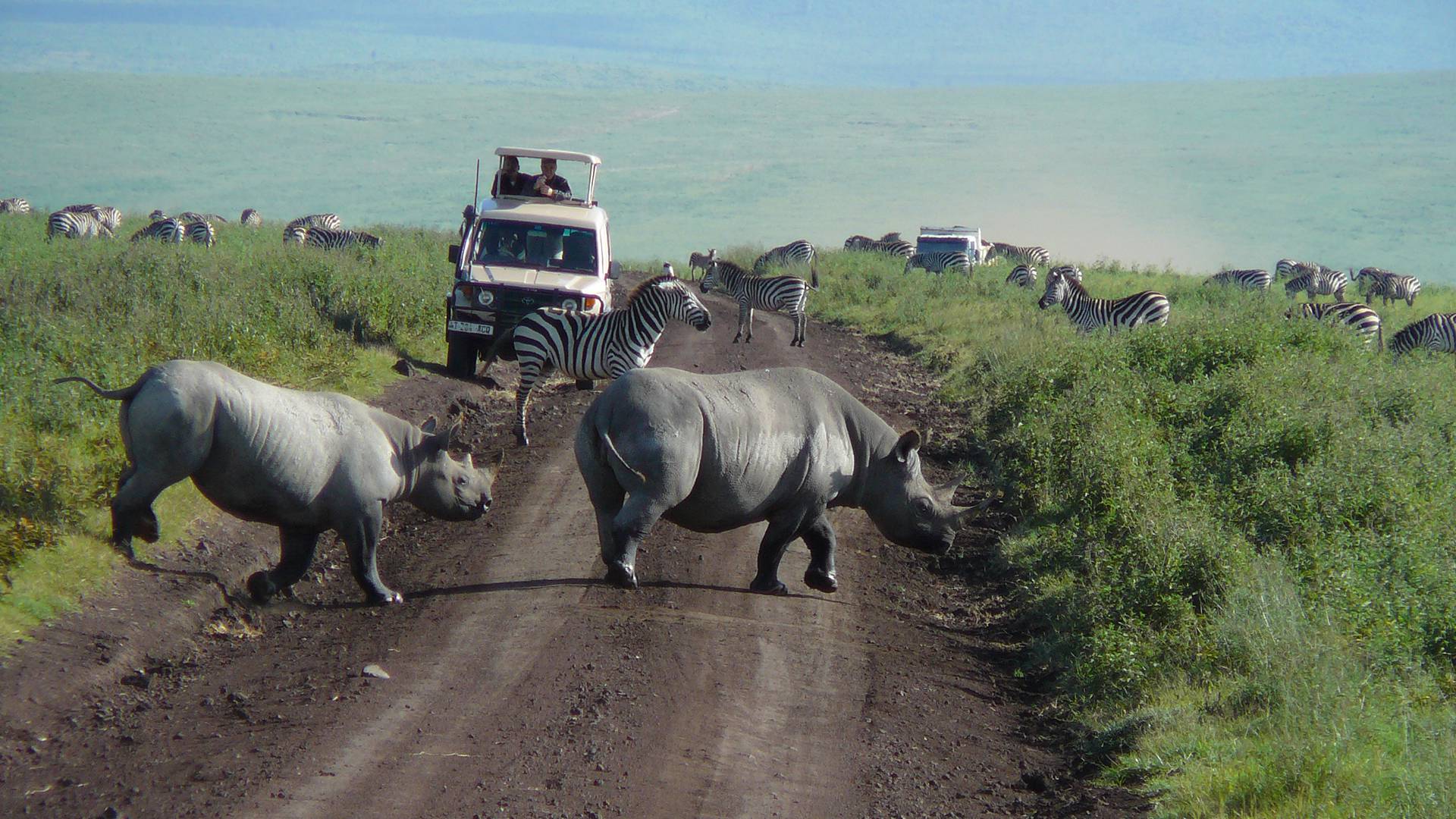 1 Day Ngorongoro Crater Safari