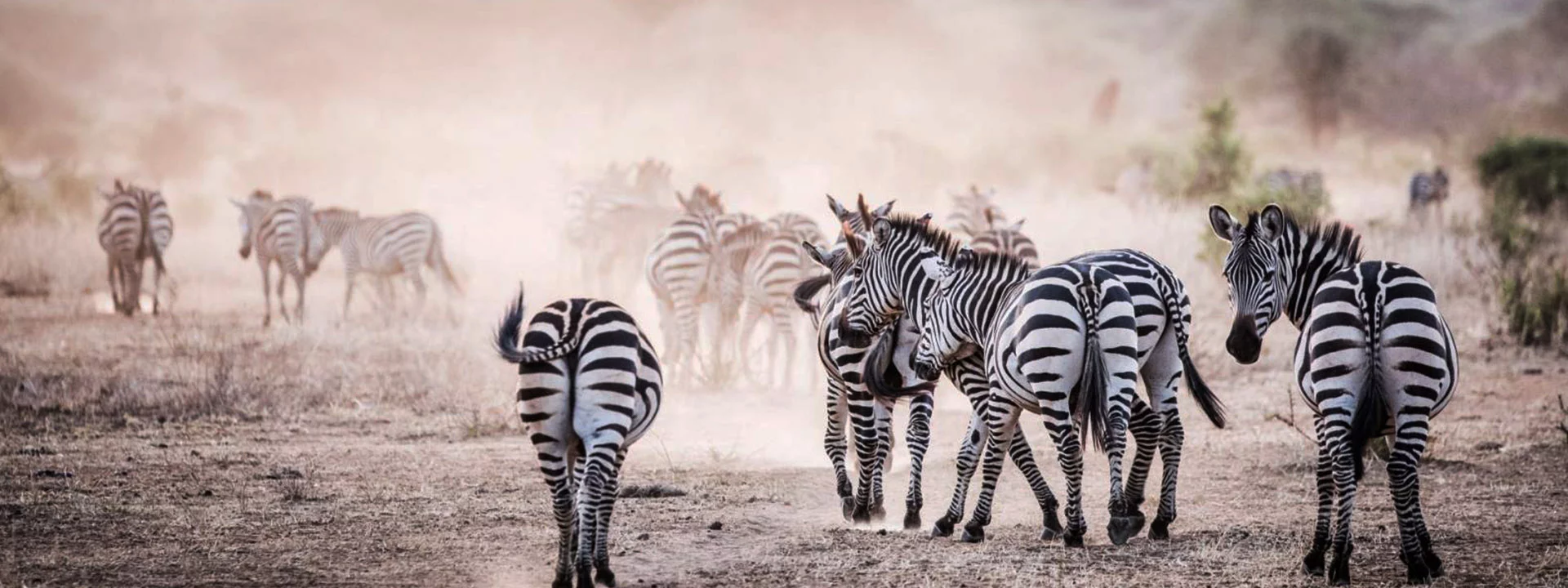One Day Safari Trips in Tanzania
