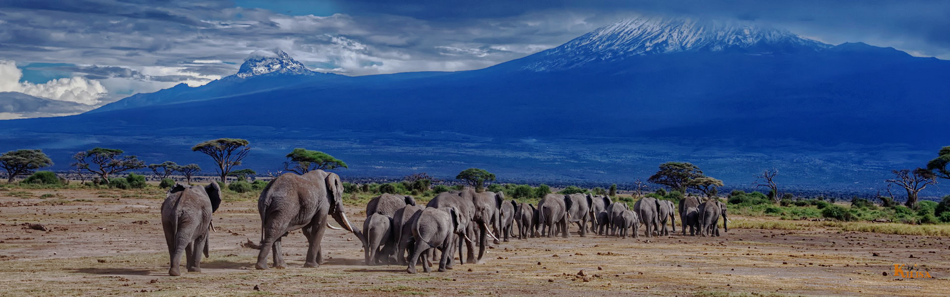 Wildlife of Mount Kilimanjaro, what animals can you see?