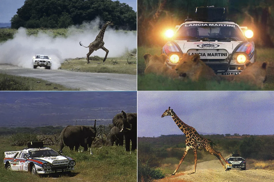 Safari rally wildlife
