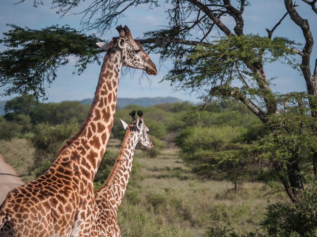 4 days Tanzania safari giraffe