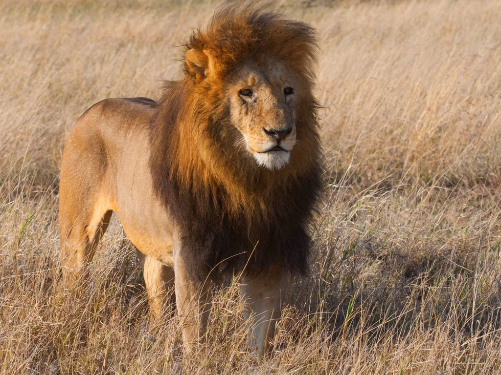4 days Tanzania safari lion