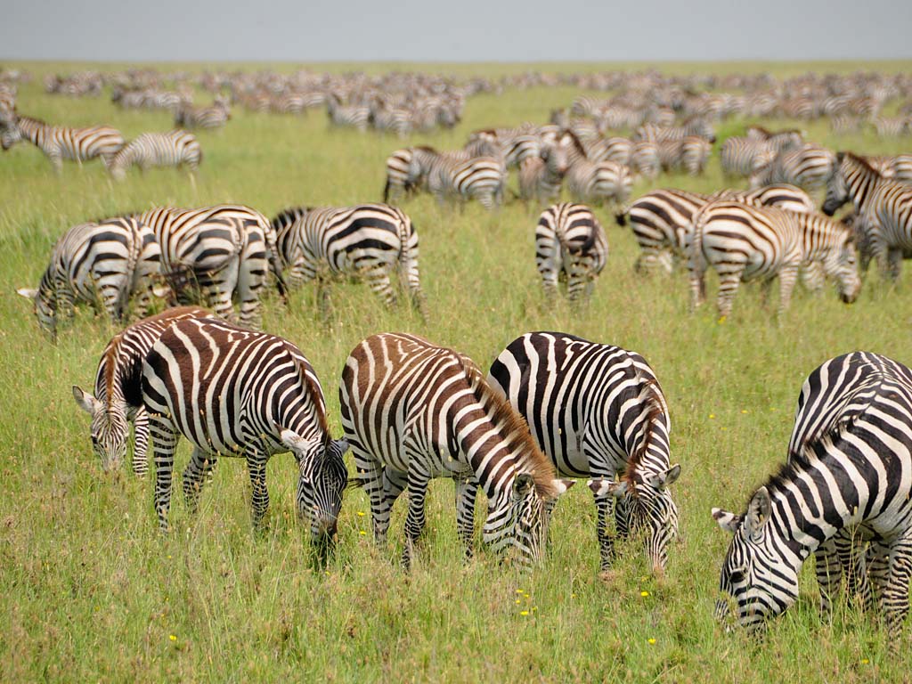 4 days Tanzania safari Zebra