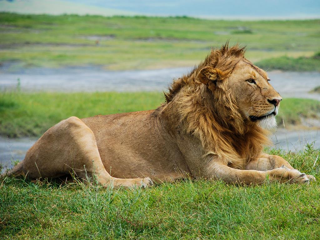 4 days Tanzania safari lion