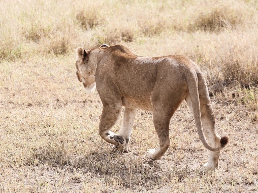 Southern Tanzania Safari