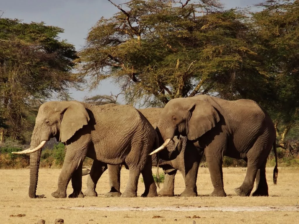 4 days Tanzania safari elephants
